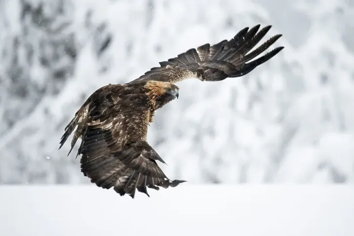 Framed Print : Golden eagle in flight over snow covered field, Finland, Europe Framed Print : Golden eagle in flight over snow covered field, Finland, Europe