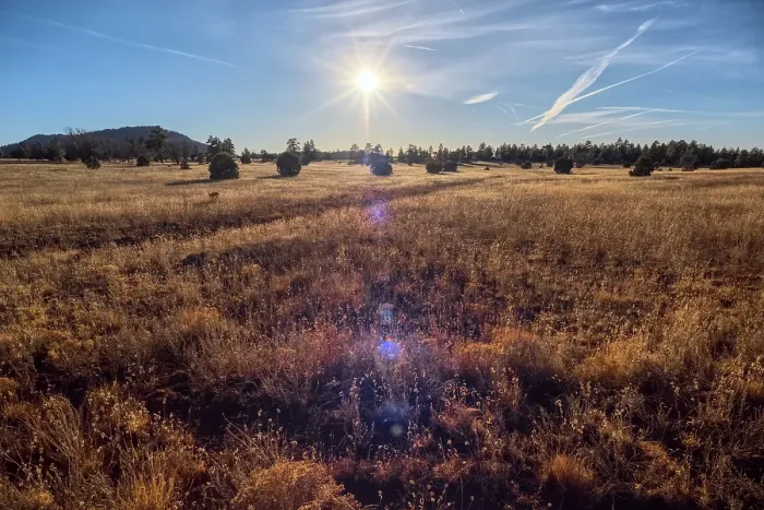Framed Print : Golden grassland prairie near sundown, Coconino National Forest, Arizona, United States of America Framed Print : Golden grassland prairie near sundown, Coconino National Forest, Arizona, United States of America