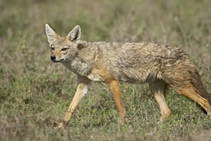 Framed Print : Golden jackal (Canis Aureus), Serengeti National Park, Tanzania, East Africa, Africa Framed Print : Golden jackal (Canis Aureus), Serengeti National Park, Tanzania, East Africa, Africa