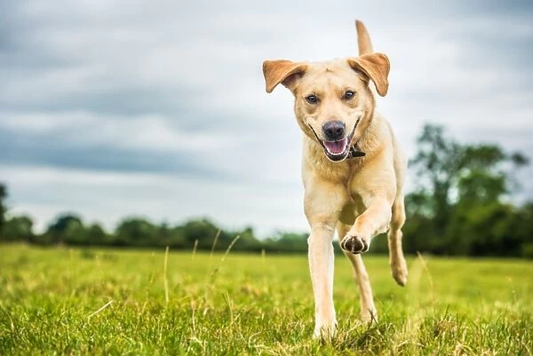 A golden labrador dog, Oxfordshire, England, United Kingdom, Europe