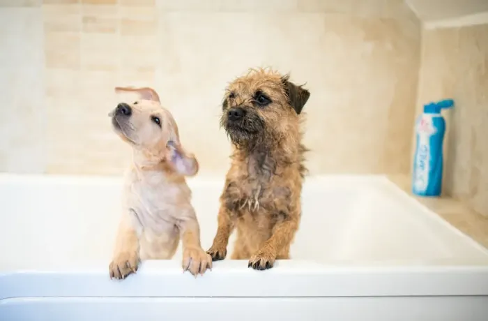 Framed Print : Golden Labrador puppy in the bath with a Border Terrier, United Kingdom, Europe Framed Print : Golden Labrador puppy in the bath with a Border Terrier, United Kingdom, Europe