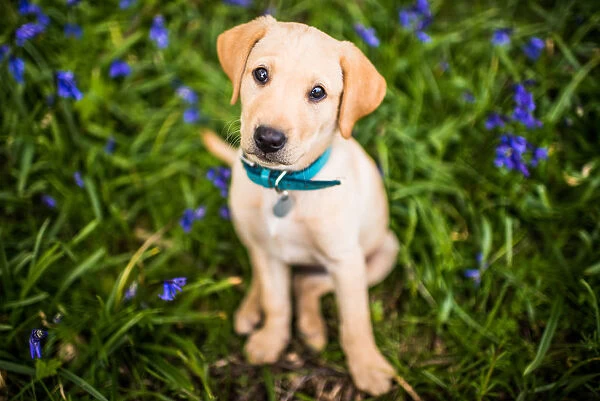 Golden Labrador puppy with blue collar sitting in the bluebells, United Kingdom, Europe