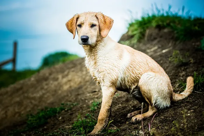 Framed Print : Golden Labrador puppy sitting with the sea in the background, United Kingdom, Europe Framed Print : Golden Labrador puppy sitting with the sea in the background, United Kingdom, Europe