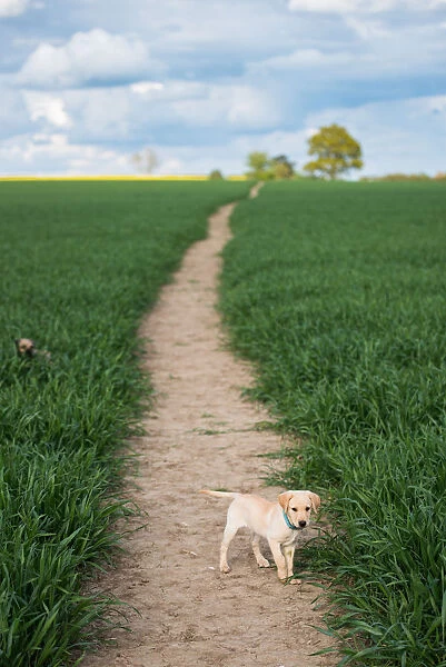 Golden Labrador puppy standing in a field, United Kingdom, Europe