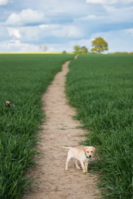 Framed Print : Golden Labrador puppy standing in a field, United Kingdom, Europe Framed Print : Golden Labrador puppy standing in a field, United Kingdom, Europe
