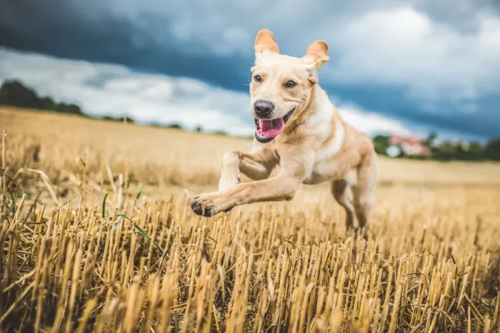 Framed Print : Golden Labrador running through a field of wheat, United Kingdom, Europe Framed Print : Golden Labrador running through a field of wheat, United Kingdom, Europe