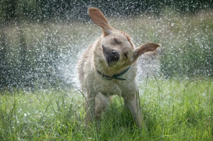 Framed Print : Golden Labrador shaking off water, United Kingdom, Europe Framed Print : Golden Labrador shaking off water, United Kingdom, Europe