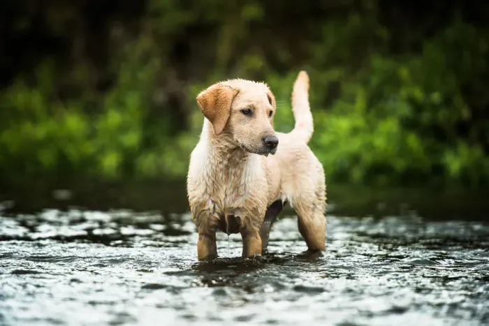 Framed Print : Golden Labrador standing in a shallow river looking away from the camera, United Kingdom Framed Print : Golden Labrador standing in a shallow river looking away from the camera, United Kingdom
