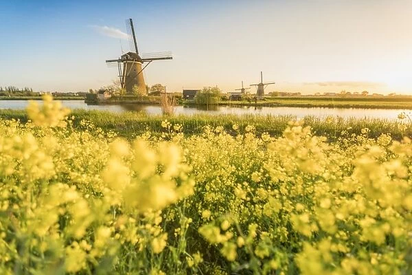 Golden light over the windmills with yellow flowers in the foreground, Kinderdijk