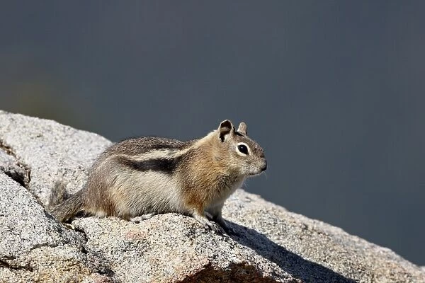 Golden-mantled squirrel (Citellus lateralis), Rocky Mountain National Park