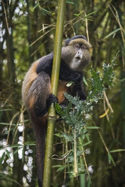 Golden monkey (Cercopithecus kandti), Virunga National Park, Rwanda, Africa