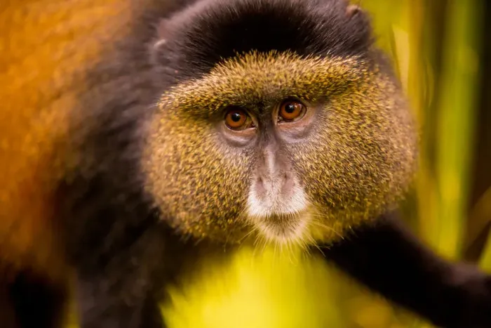 Framed Print : Golden Monkey in Volcanoes National Park, Rwanda, Africa Framed Print : Golden Monkey in Volcanoes National Park, Rwanda, Africa