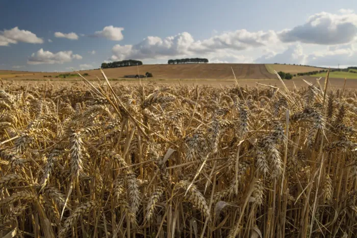 Framed Print : Golden wheatfield below Hackpen Hill, near Wantage, Oxfordshire, England, United Kingdom Framed Print : Golden wheatfield below Hackpen Hill, near Wantage, Oxfordshire, England, United Kingdom