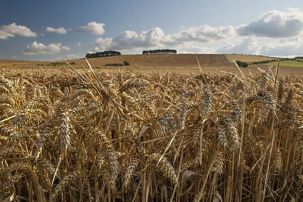 Golden wheatfield below Hackpen Hill, near Wantage, Oxfordshire, England, United Kingdom