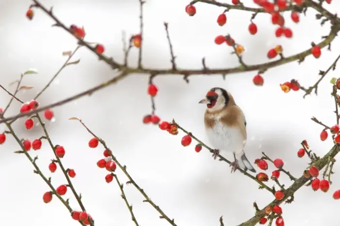 Framed Print : Goldfinch (Carduelis carduelis) in winter, Northumberland, England, United Kingdom Framed Print : Goldfinch (Carduelis carduelis) in winter, Northumberland, England, United Kingdom