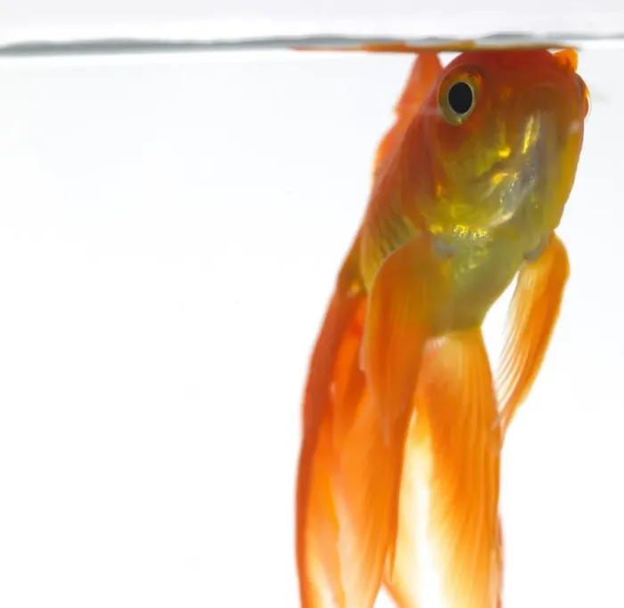 Framed Print : Goldfish just below surface of the water Framed Print : Goldfish just below surface of the water