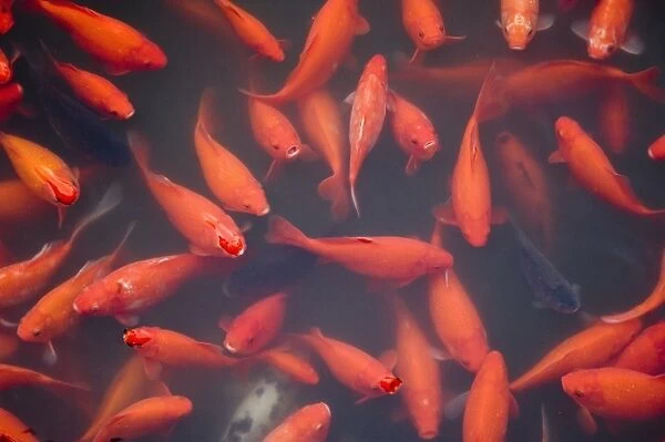 Goldfish in pond, Beihai Park, Beijing, China, Asia