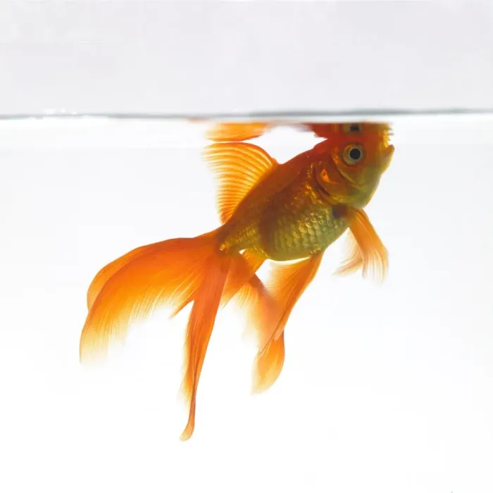 Framed Print : Goldfish swimming just below the surface Framed Print : Goldfish swimming just below the surface