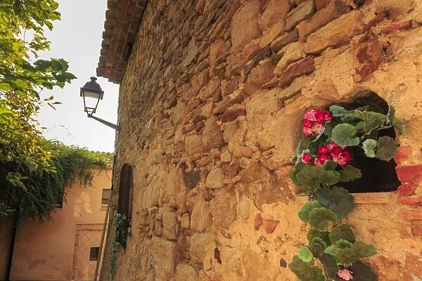 Gorgeous medieval village, geranium with pink flowers in old stone wall, Peratallada