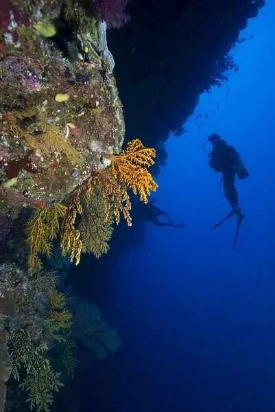 Gorgonian sea fans (Subergorgia mollis) with diver, Queensland, Australia, Pacific