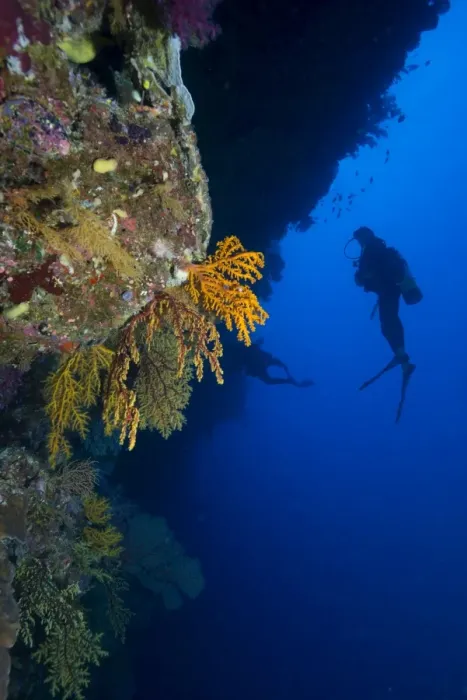 Framed Print : Gorgonian sea fans (Subergorgia mollis) with diver, Queensland, Australia, Pacific Framed Print : Gorgonian sea fans (Subergorgia mollis) with diver, Queensland, Australia, Pacific