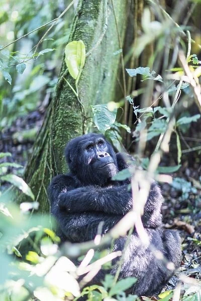 Gorilla, Rushegura Group, (Gorilla gorilla beringei), Bwindi Impenetrable Forest National Park
