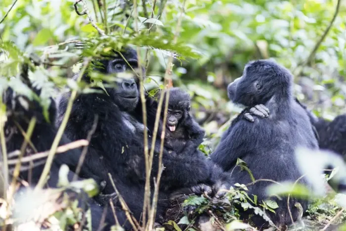 Framed Print : Gorillas, Rushegura Group, baby gorilla (Gorilla gorilla beringei), Bwindi Impenetrable Framed Print : Gorillas, Rushegura Group, baby gorilla (Gorilla gorilla beringei), Bwindi Impenetrable