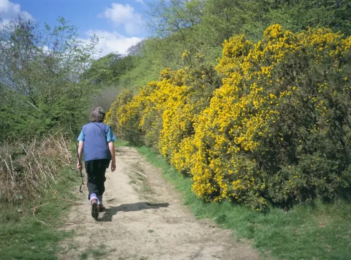 Framed Print : Gorse in bloom and walker, Croft, Herefordshire, England, United Kingdom, Europe