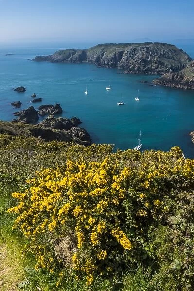 Gorse blooming on the west of coast of Sark with a view of the island of Brecqhou
