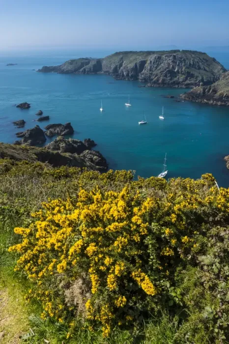 Framed Print : Gorse blooming on the west of coast of Sark with a view of the island of Brecqhou Framed Print : Gorse blooming on the west of coast of Sark with a view of the island of Brecqhou