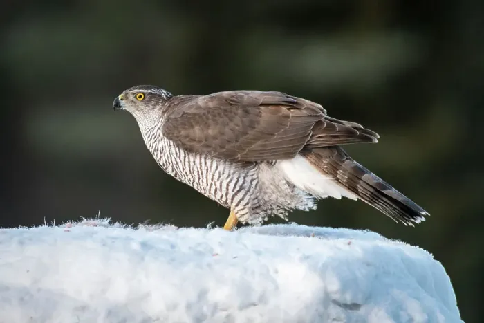 Framed Print : Goshawk (Accipiter gentilis), female, Finland, Europe Framed Print : Goshawk (Accipiter gentilis), female, Finland, Europe