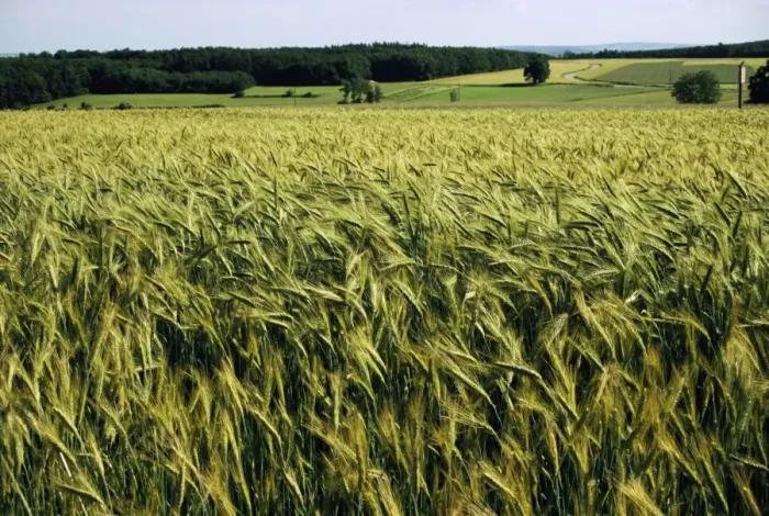 Framed Print : Grain field, agricultural landscape, near Retz, Lower Austria, Austria, Europe Framed Print : Grain field, agricultural landscape, near Retz, Lower Austria, Austria, Europe