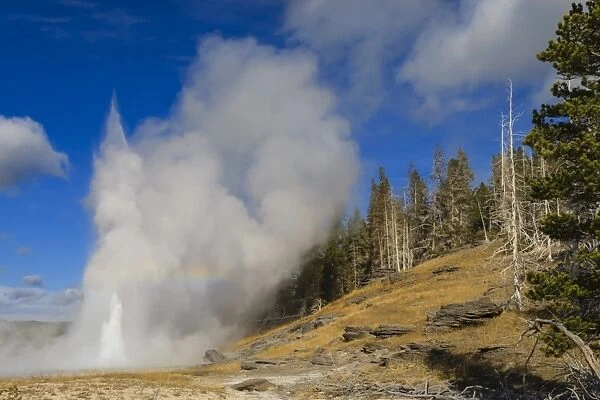 Grand Geyser erupts, forcing steam high into the air, Upper Geyser Basin, Yellowstone National Park, UNESCO World Heritage Site, Wyoming, United States of America, North America