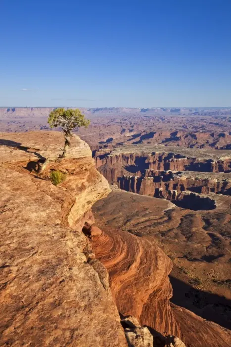 Framed Print : Grand View Point overlook and juniper tree, Island in the Sky, Canyonlands National Park, Utah, United States of America, North America Framed Print : Grand View Point overlook and juniper tree, Island in the Sky, Canyonlands National Park, Utah, United States of America, North America