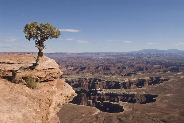 Grand View Point Overlook with Utah Juniper tree (Juniperus osteosperma) in foreground