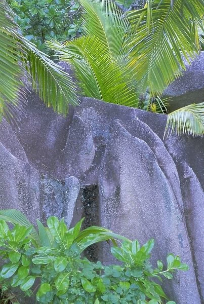 Detail of granite rock and vegetation