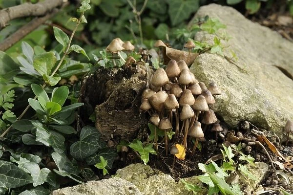 Grannys bonnets (gregarious elf caps ) (clustered bonnet) fungi (Mycena inclinata) growing from rotten treestump, Wiltshire, England, United Kingdom, Europe