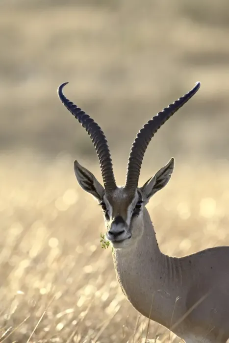 Framed Print : Grants Gazelle (Gazella granti) Framed Print : Grants Gazelle (Gazella granti)
