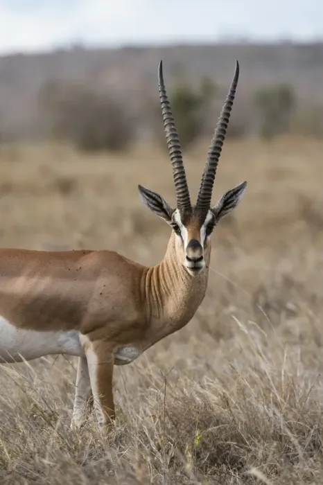 Framed Print : A Grants gazelle (Gazella granti), looks into the camera, Tsavo, Kenya, East Africa Framed Print : A Grants gazelle (Gazella granti), looks into the camera, Tsavo, Kenya, East Africa