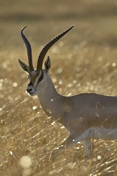 Grants gazelle (Gazella granti), Masai Mara National Reserve, Kenya