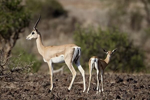 Grants gazelle (Gazella granti) female and calf, Samburu National Reserve