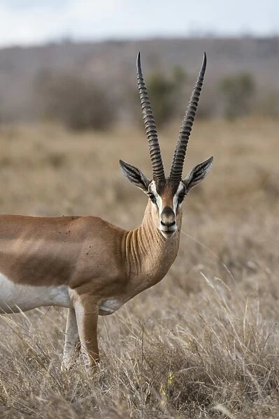 A Grants gazelle (Gazella granti), looks into the camera, Tsavo, Kenya, East Africa