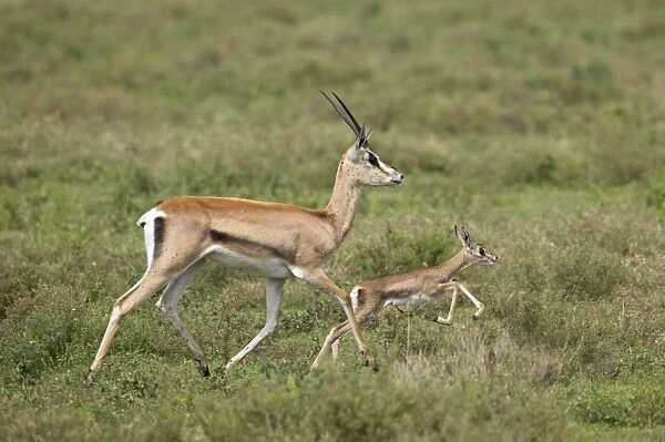 Grants Gazelle (Gazella granti) mother and baby, Serengeti National Park