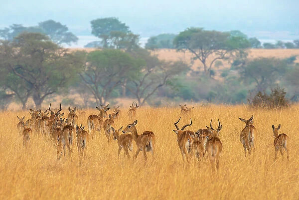 Grant's gazelle herd in Murchison Falls National Park, Uganda, East Africa, Africa