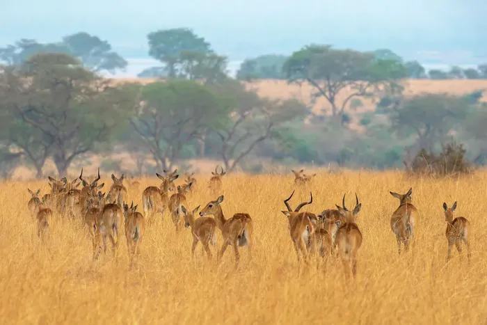 Framed Print : Grant's gazelle herd in Murchison Falls National Park, Uganda, East Africa, Africa Framed Print : Grant's gazelle herd in Murchison Falls National Park, Uganda, East Africa, Africa