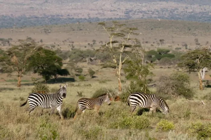 Framed Print : Grants zebra (Equus quagga boehmi), Lualenyi Game Reserve, Kenya, East Africa Framed Print : Grants zebra (Equus quagga boehmi), Lualenyi Game Reserve, Kenya, East Africa