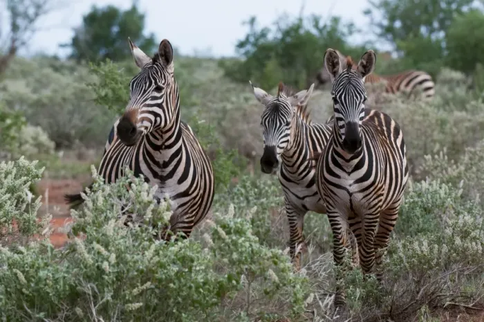 Framed Print : Grants zebra (Equus quagga boehmi), Lualenyi Game Reserve, Kenya, East Africa Framed Print : Grants zebra (Equus quagga boehmi), Lualenyi Game Reserve, Kenya, East Africa