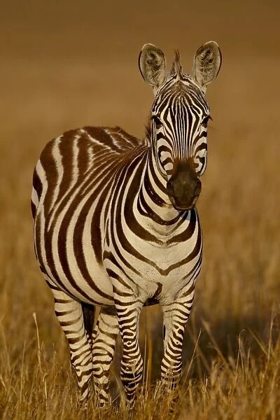 Grants Zebra (Plains Zebra) (Common Zebra) (Equus burchelli boehmi) in early light