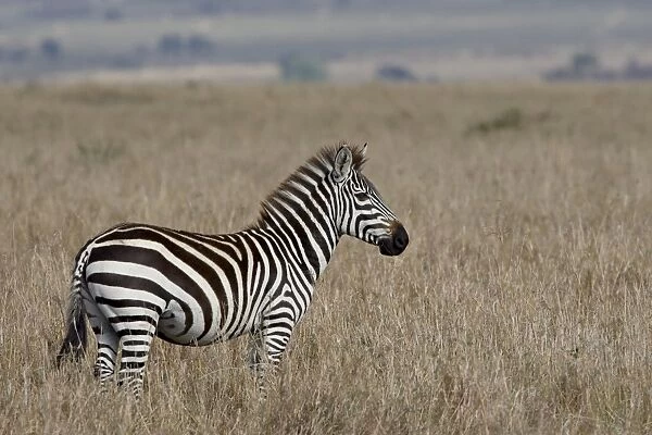 Grants Zebra (Plains Zebra) (Common Zebra) (Equus burchelli boehmi), Masai Mara National Reserve