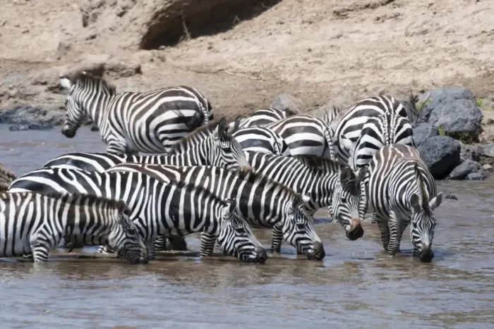 Framed Print : Grants zebras (Equus burchellii boehmi) crossing the Mara River, Masai Mara, Kenya Framed Print : Grants zebras (Equus burchellii boehmi) crossing the Mara River, Masai Mara, Kenya